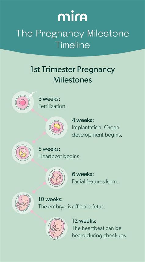 Pregnancy milestone timeline trimester guide – Artofit