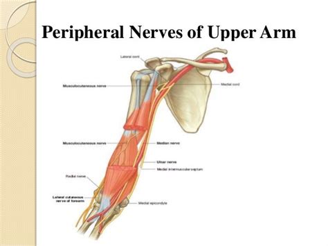 Peripheral Nerves Of Upper Limb [radial Median And Ulnar Nerve]