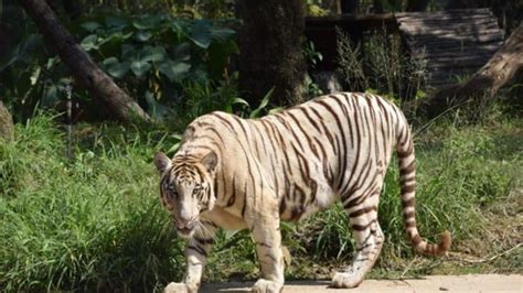 After Years Royal Bengal Tiger Spotted In Odisha S Debrigarh