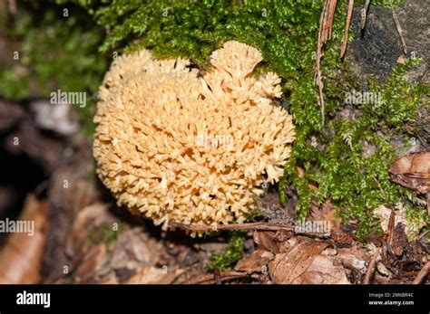 Pink Coral Fungus Ramaria Formosa Catalonia Spain Stock Photo Alamy