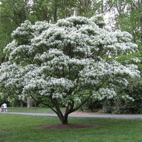 Chionanthus Retusus Chinese Fringe Tree Seeds X5 Ole Lantana S Seed Store