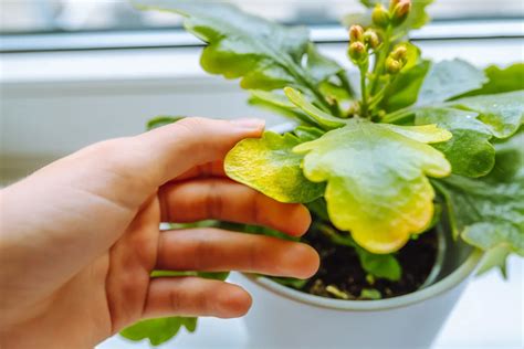 The 1 Reason Houseplant Leaves Turn Yellow And The Instant Fix