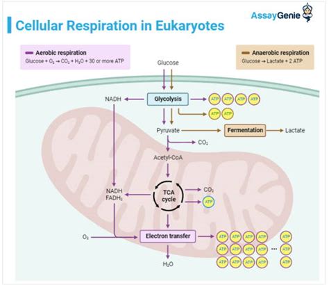 Cellular Respiration - Assay Genie