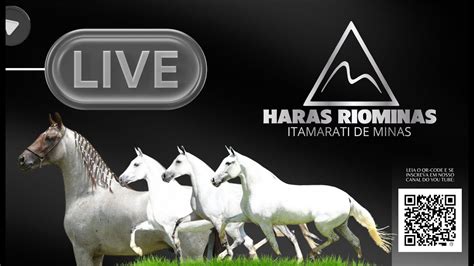 Live Haras Riominas Youtube