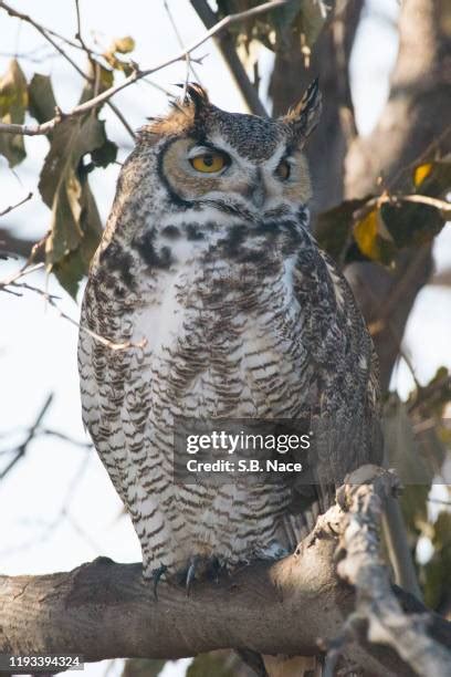 Great Horned Owl Talons Photos And Premium High Res Pictures Getty Images