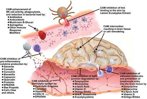 Lyme Disease Cell