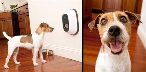 15+ Best Dog Cameras To Keep Your Dog Safe - PetPress