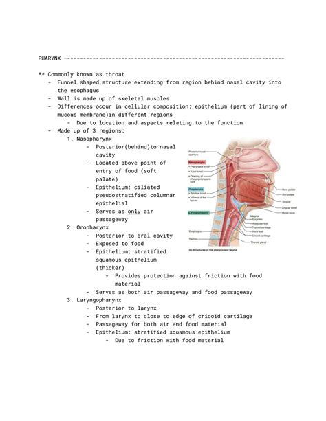 Solution Chapter 22 The Respiratory System Studypool