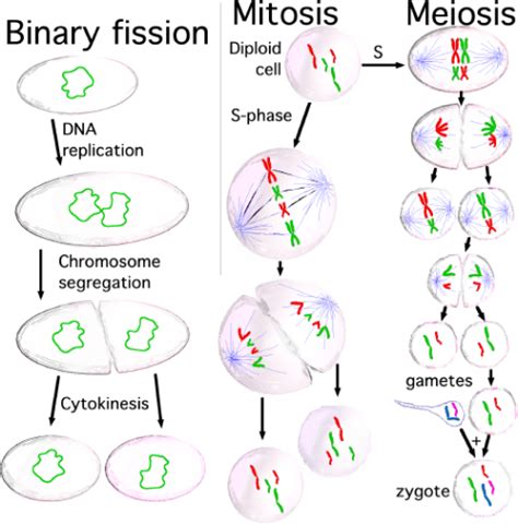 Difference Between Cell Division and Nuclear Division | Compare the ...