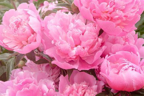 How to Grow Peonies in Pots and Containers Indoors