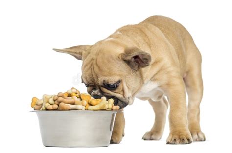 Best Dog Food for English Bulldog Puppies (Buying Guide) - Bulldogpapa