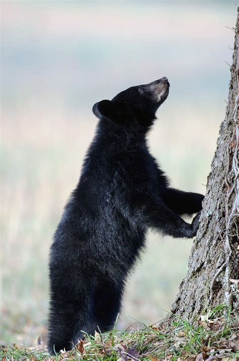 American black bear cub | Impressions Agency