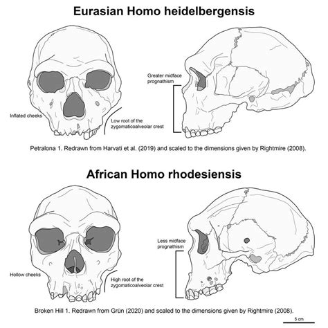 Homo heidelbergensis vs Homo rhodesiensis by Paleonerd01 on DeviantArt