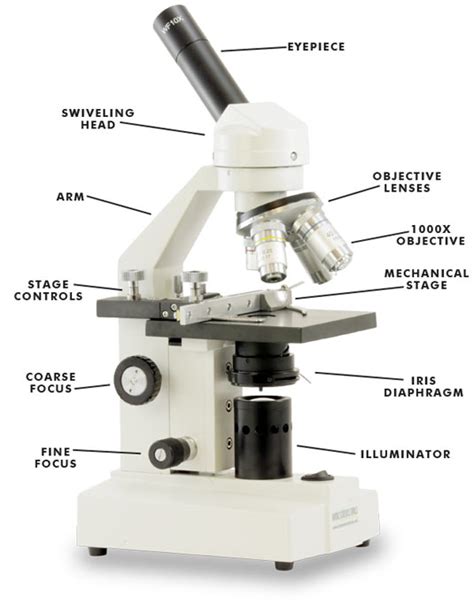 Label And Color The Parts Of Both Microscopes - Ythoreccio