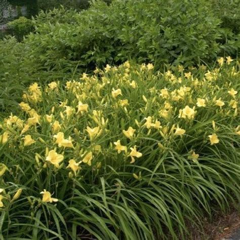 Happy Returns Daylily | Bright Yellow Daylily - PlantingTree