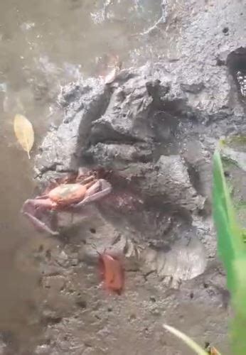 Tumbes Incautan Cangrejos Y Conchas Negras A Sujetos Que No Respetaban