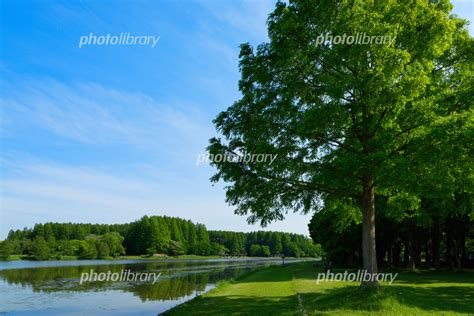 水元公園の若葉と新緑のメタセコイアの森と水面に映える景観 写真素材 5601402 フォトライブラリー Photolibrary