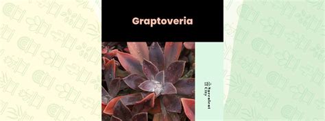 "Graptoveria" Genus | Succulent City