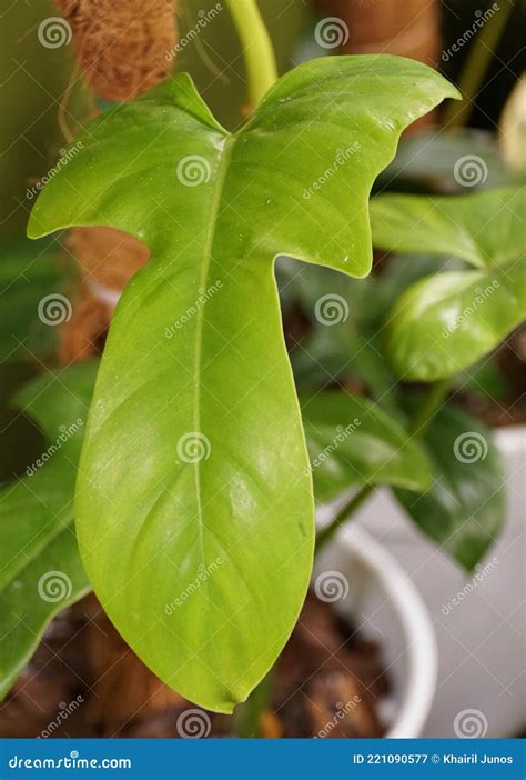 A Unique Leaf Shape Of Philodendron Bipennifolium Aurea Gold Violin An