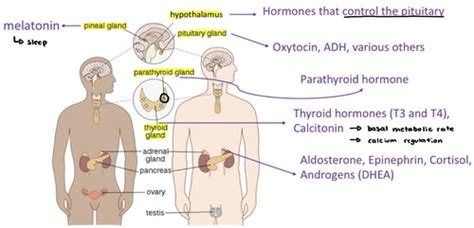 Endocrine Flashcards | Quizlet 