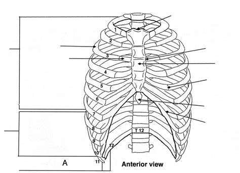 Thoracic Cage Diagram | Quizlet