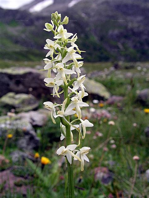 Arten Weiße Waldhyazinthe Platanthera bifolia L Rich