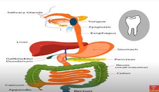 Mechanical Process Of Digestion