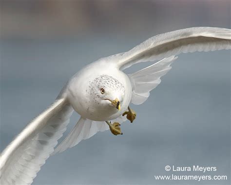 Bird Photography Archives Laura Meyers Photography