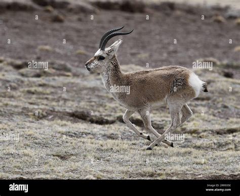 Yangtze river animals hi-res stock photography and images - Alamy