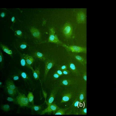 multiphoton images  dapi stained endothelial cells