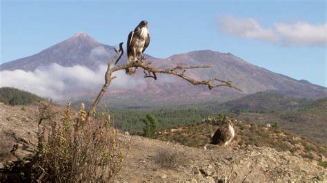 17 Best images about Fauna y flora de las islas canarias on Pinterest ...