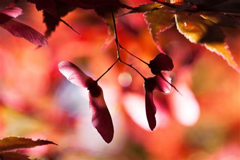 Bildet Tre Natur Gren Blomstre Bokeh Anlegg Sollys Blad