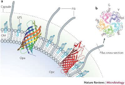 Neisseria meningitidis -- Meningitis - microbewiki