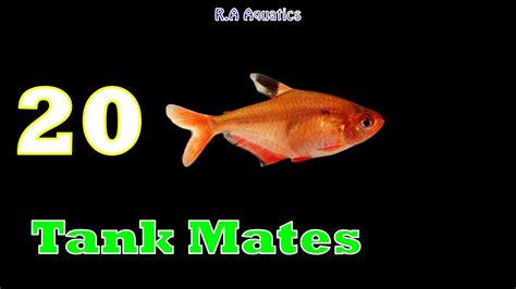 Top 20 Serpae Tetra Tankmates Serpae Tetra Tank Mates Best Suitable