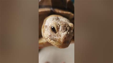 以為他鼻塞 Turtle 烏龜 Sulcata 盾臂龜 蘇卡達 象龜 陸龜 不龜路 Youtube