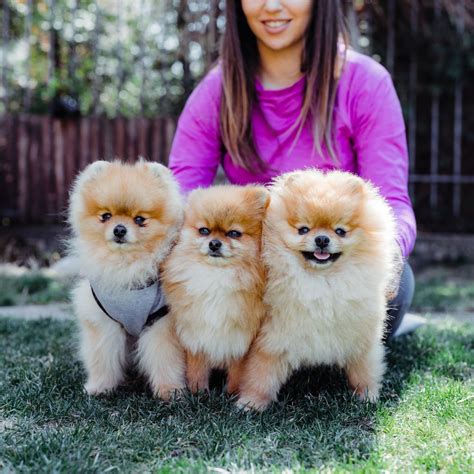cute pomeranian puppies