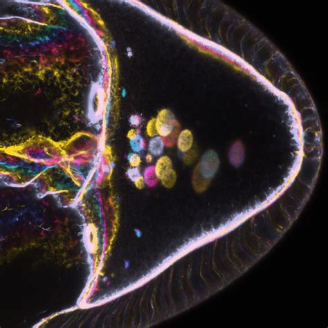 Automated Live Cell Imaging Centre For Molecular Cell Biology