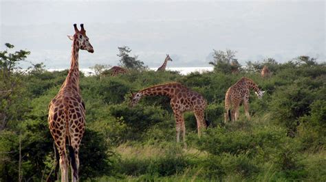 Akagera National Park Authentic Wild African Safaris