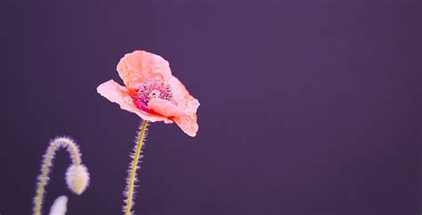 Poppy Flower Background - Free photo on Pixabay