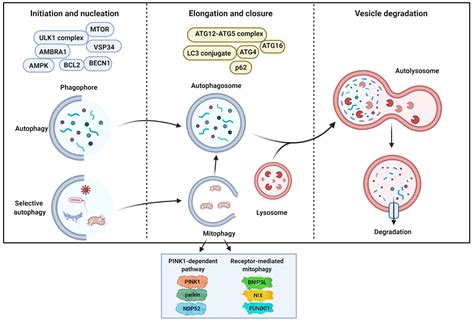 Cancers Free Full Text Understanding The Role Of Autophagy In