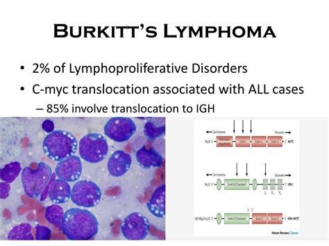 PPT - The Myc Transcription Factor PowerPoint Presentation, free ...