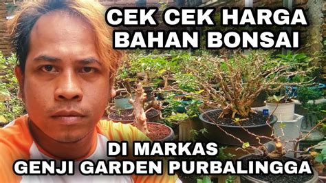 Jual Murmer Saja Bahan Bonsai Prospek Mantap Subur Youtube