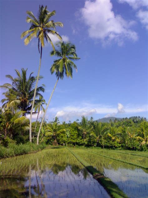 Cara Memutar Layer di Photoshop | SEKARRINGIDEP