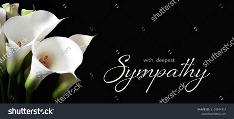 Sympathy Card White Calla Lilies Isolated Stock Photo 2108684714