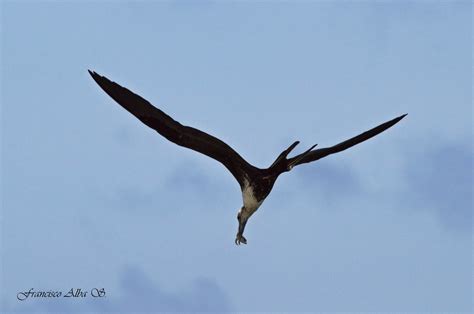 Tijereta O Fragata Fregata Magnificens Francisco Alba Flickr