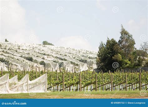 Vineyard Northern Tasmania Stock Photo Image Of Winery 69089732