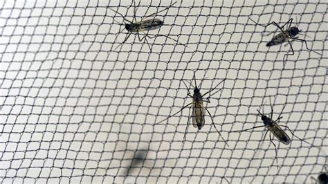 Obama Zika Poses Significant Threat Public Should Take Precautions