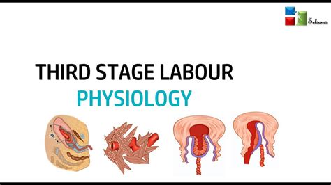 Normal Labour Third Stage Physiology Youtube