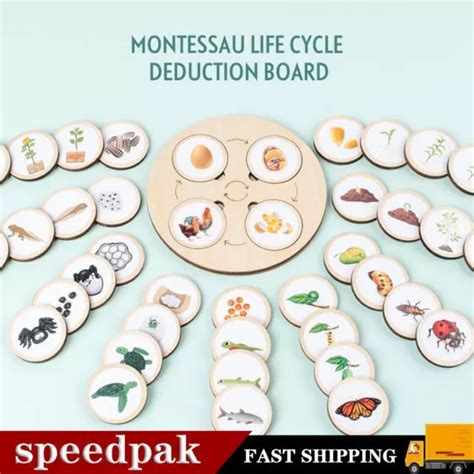 Lebenszyklus Board Holztablett Montessori Kit Biologie Wissenschaft