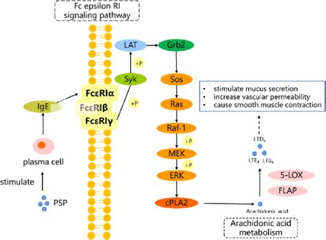 Diagram Of The Potential Pathways Of Psp Against Lung Cancer Syk